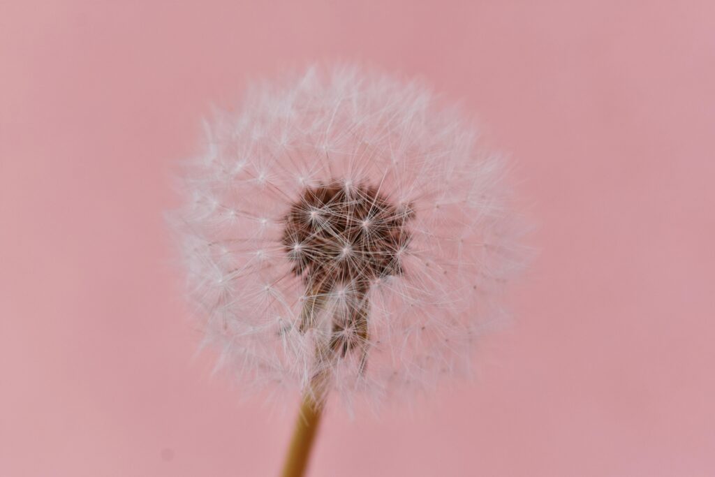 Close-up of a dandelion with seeds on a pink background, highlighting fragility and grace.