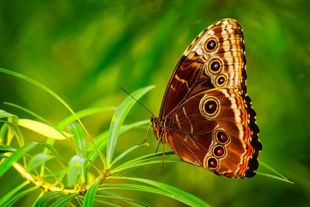 A vivid close-up of a butterfly resting on green leaves, showcasing wing details.