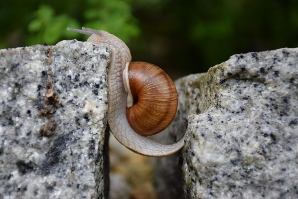 snail, overcome obstacle, will, made, brave, gap, strong, effort, animal, nature, snail, snail, snail, will, brave, gap, gap, gap, gap, strong, strong, strong, effort, effort, effort, effort, effort