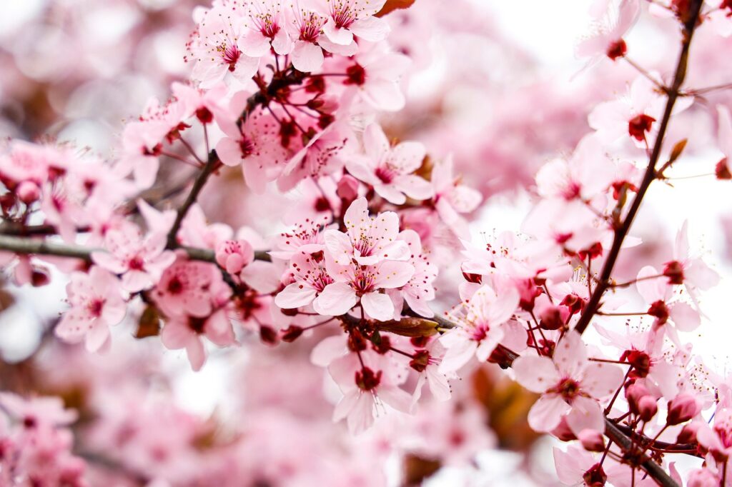 almond tree, beautiful flowers, flowers, spring, pink flowers, almond blossom, flower wallpaper, almond flowers, flora, branches, tree, flower background, nature, closeup