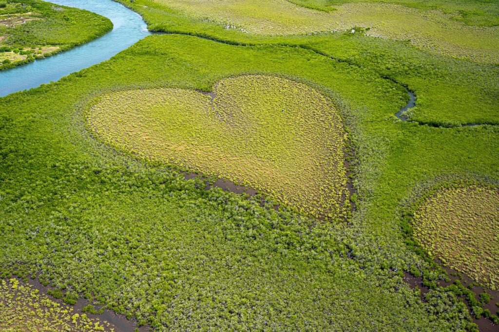 heart, heart of voh, cœur de voh, formation of vegetation, trees, mangrove, ocean, coast, voh, new caledonia, aerial view, earth day, nature