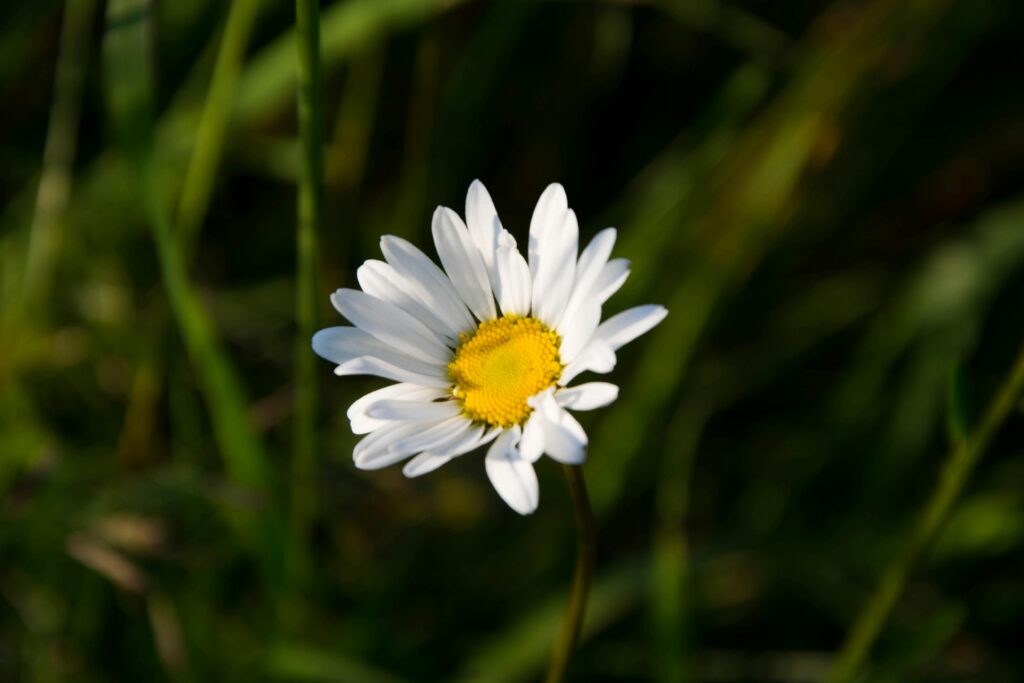 A vibrant white daisy flower blooming in a sunlit field.