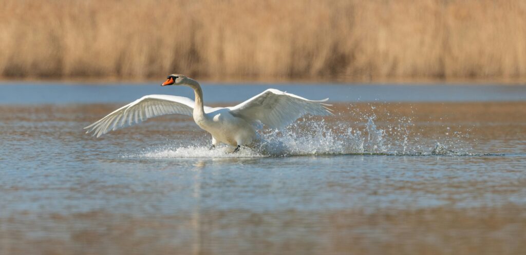A majestic swan captures the moment as it gracefully lands on a tranquil lake surface.