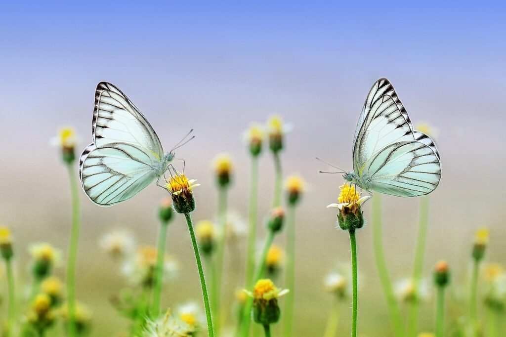 butterflies, flowers, pollinate, flower wallpaper, pollination, white butterflies, butterfly wings, winged insects, flower background, lepidoptera, insects, beautiful flowers, flora, fauna, spring, outdoors, nature