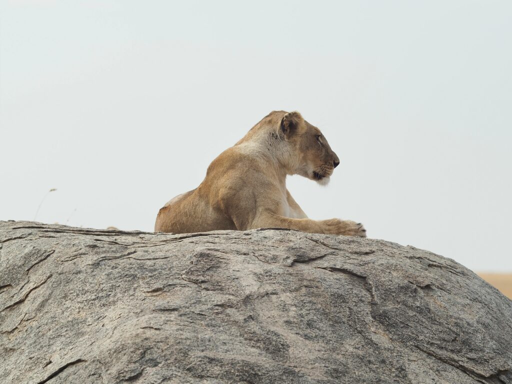 Serene lioness resting on a large rock, capturing the essence of wildlife safari.