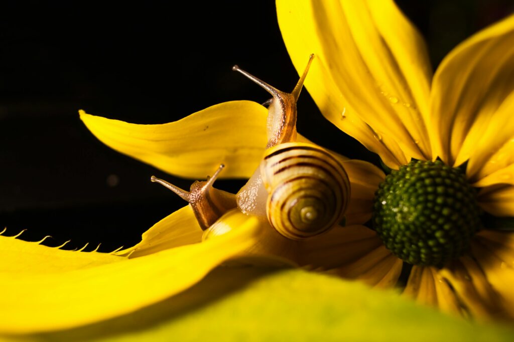 Detailed close-up of a small snail exploring the petals of a bright yellow flower in natural light.