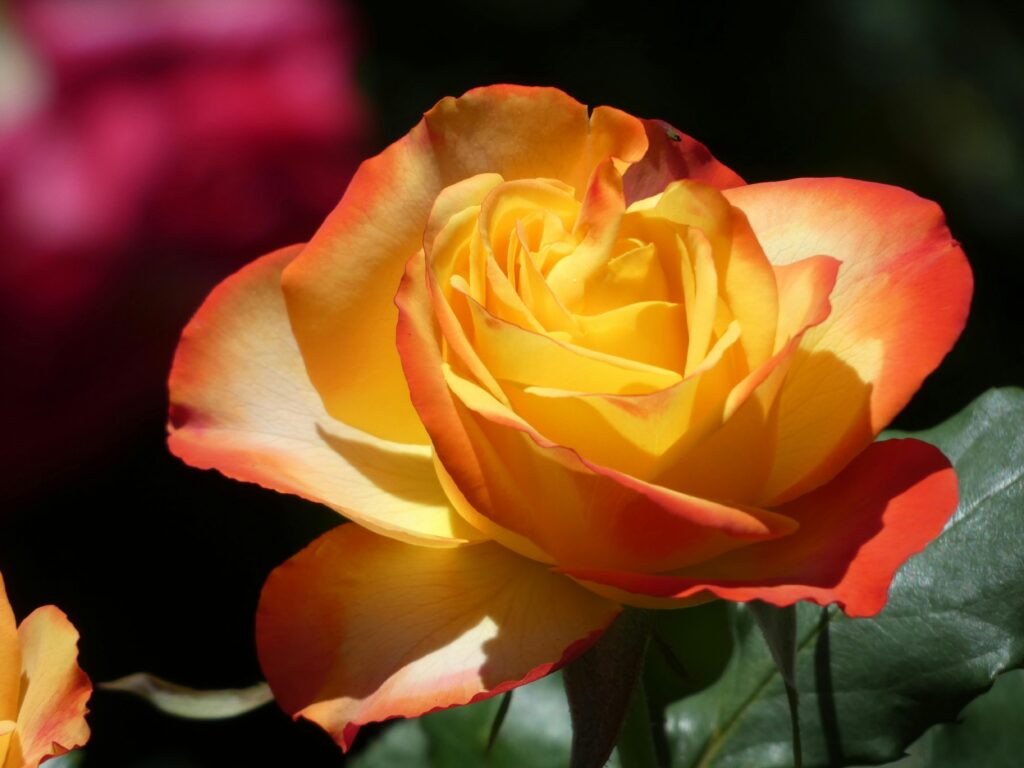 Closeup of a vibrant orange and yellow rose in sunlight showcasing its delicate petals.