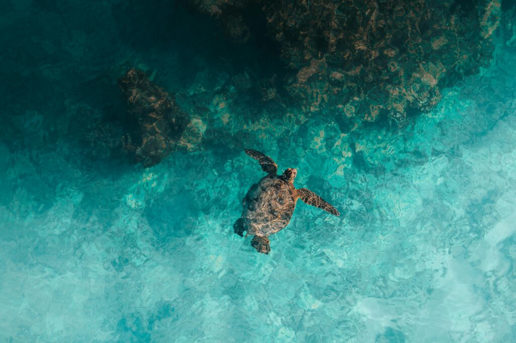 Captivating aerial shot of a sea turtle swimming in turquoise waters over a coral reef.